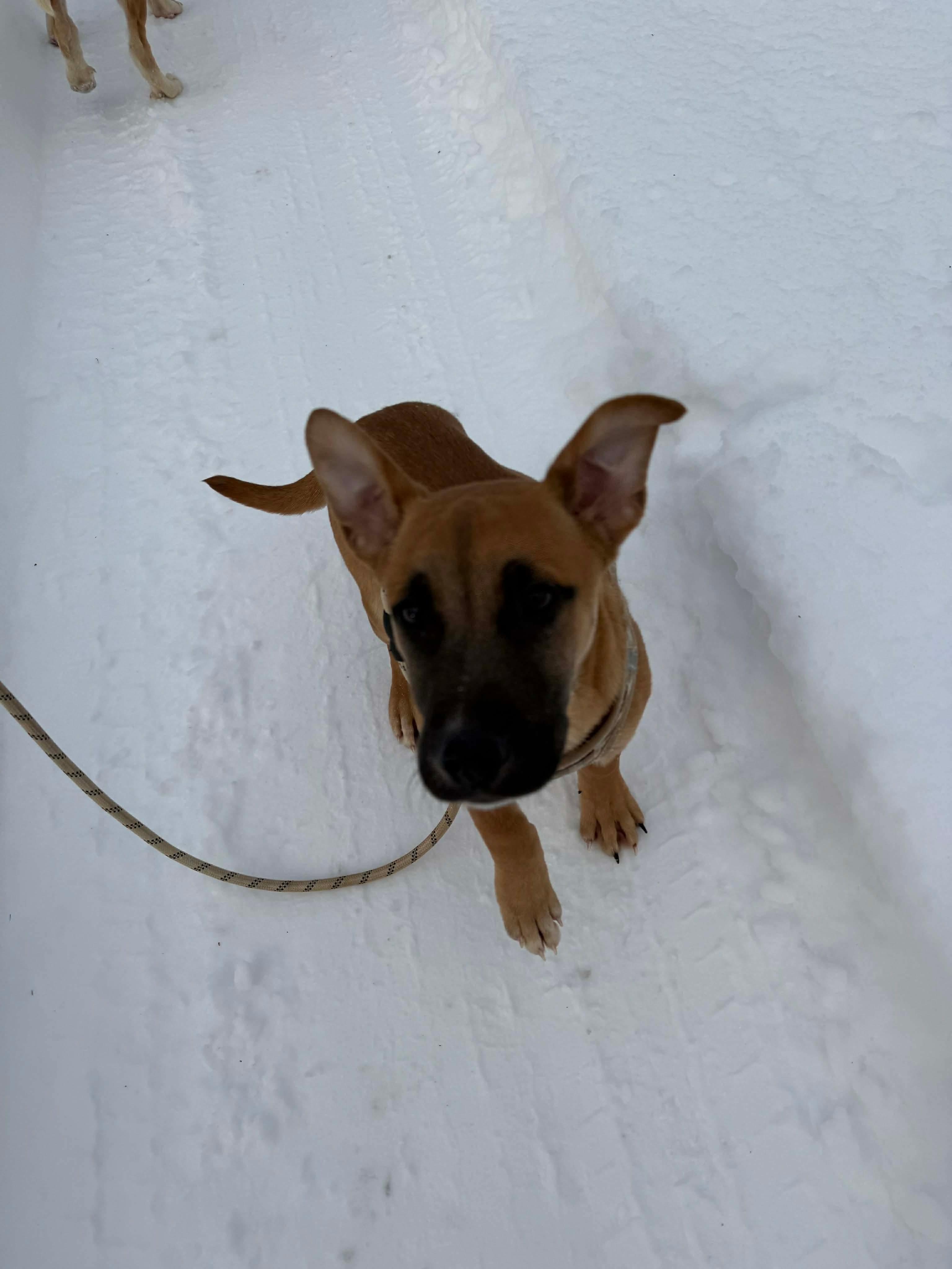 Enlarge Lenny, a ADOPTABLE mixed breed in richmond, ME image 3/6