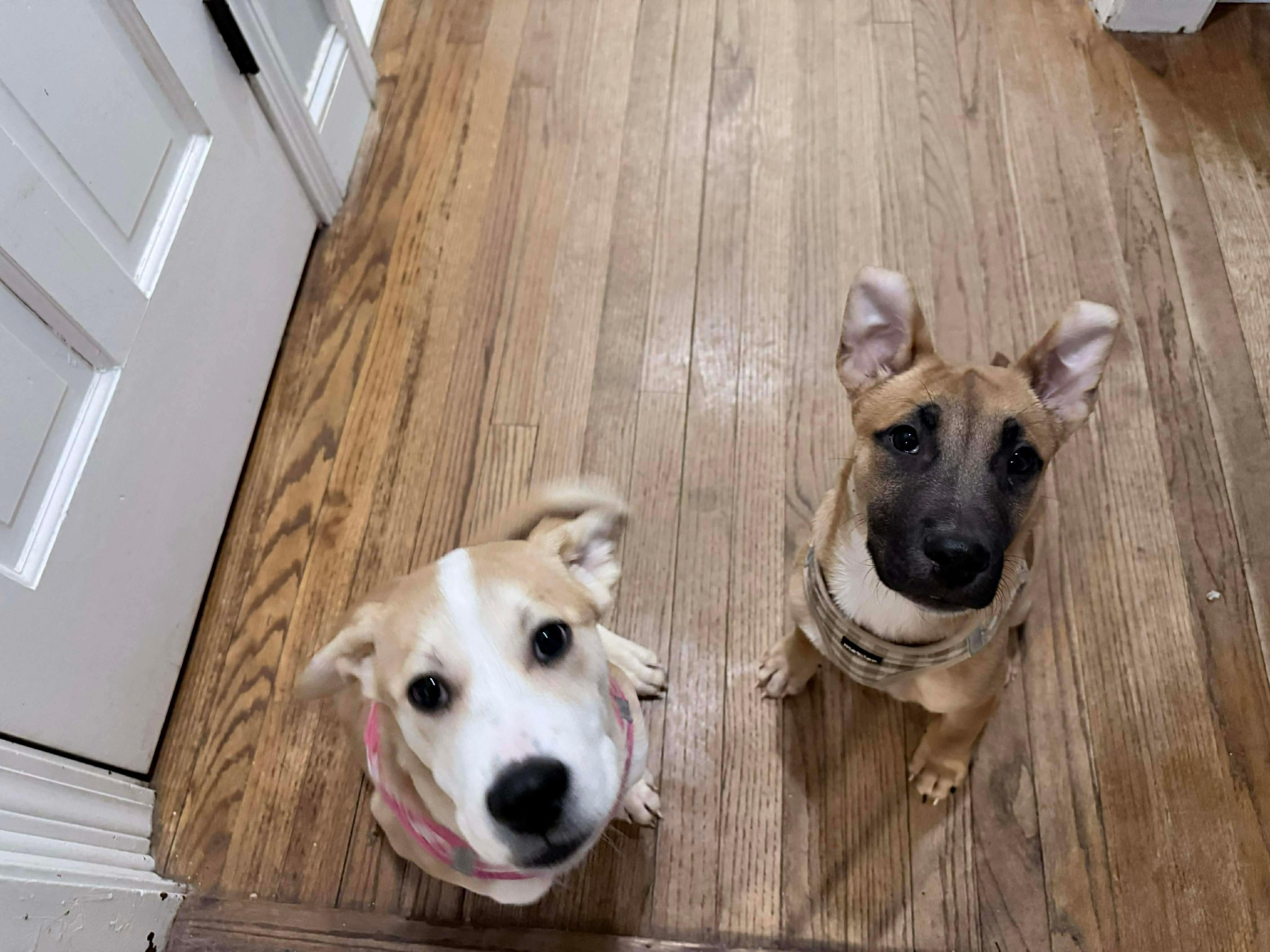 Enlarge Lenny, a ADOPTABLE mixed breed in richmond, ME image 4/6