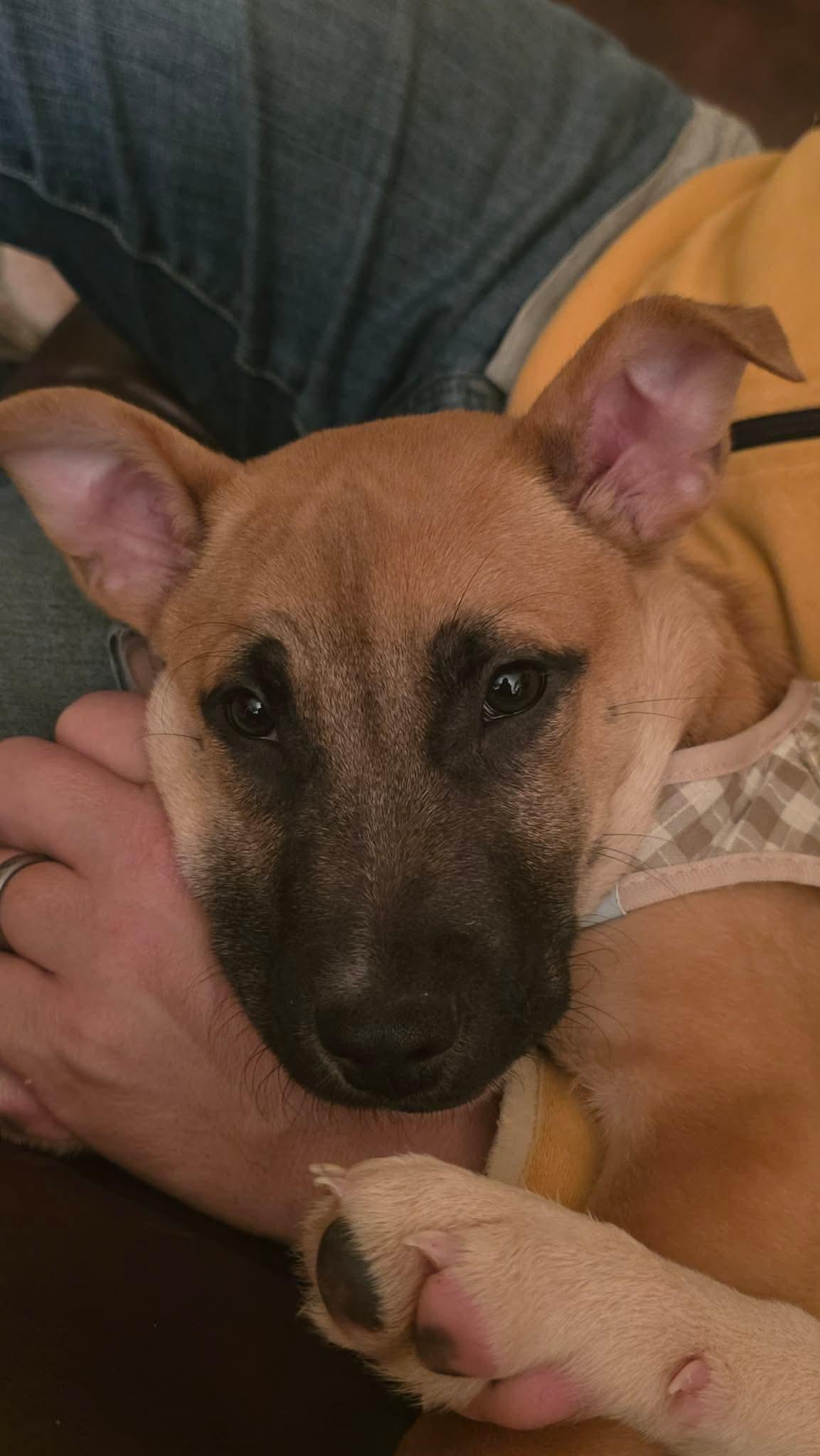 Enlarge Lenny, a ADOPTABLE mixed breed in richmond, ME image 5/6