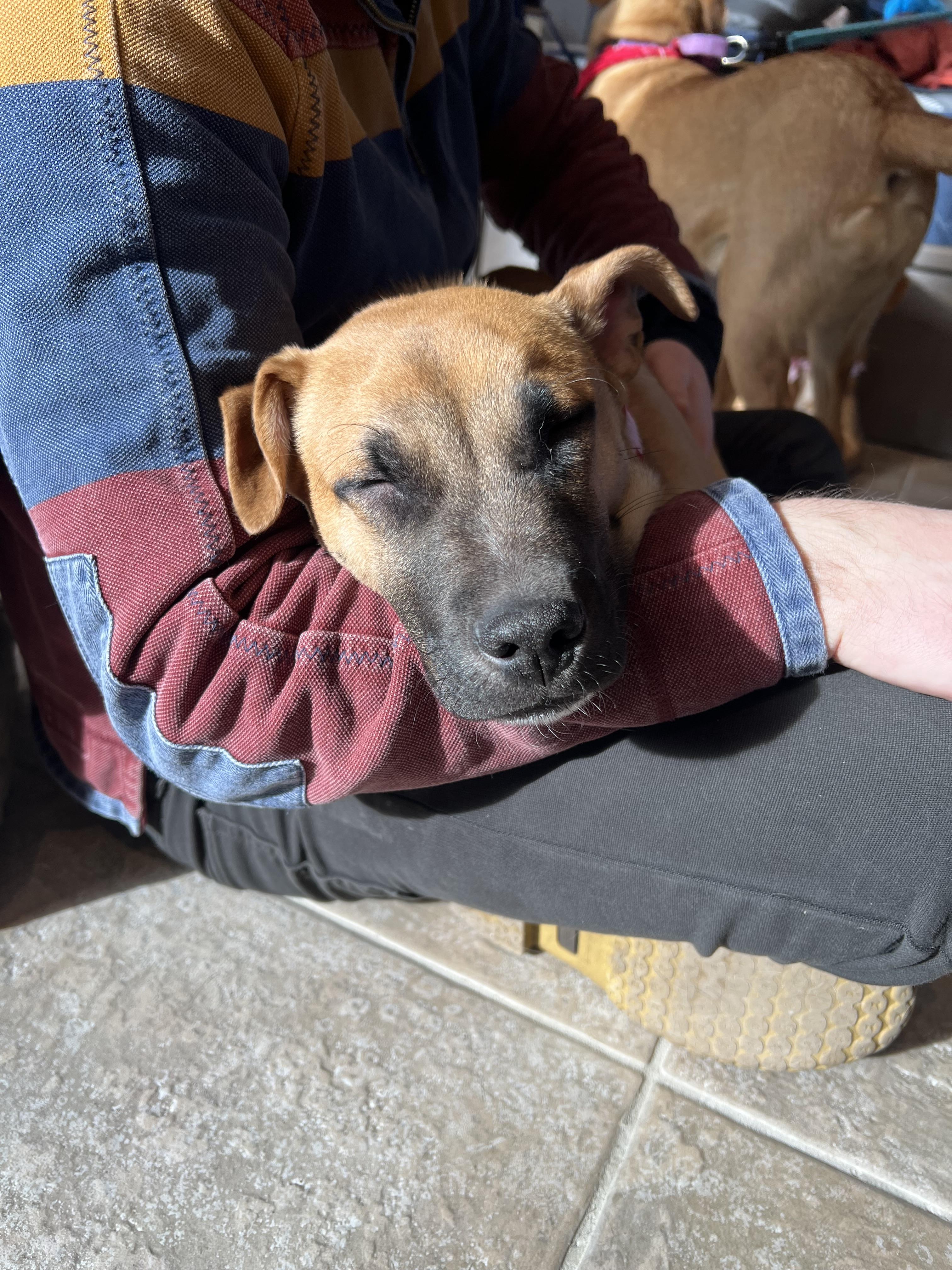 Lenny, adopted, Puppy Male Shepherd.