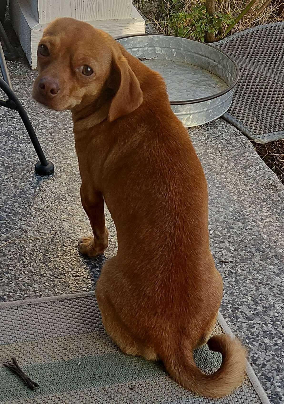 Penny photo 4