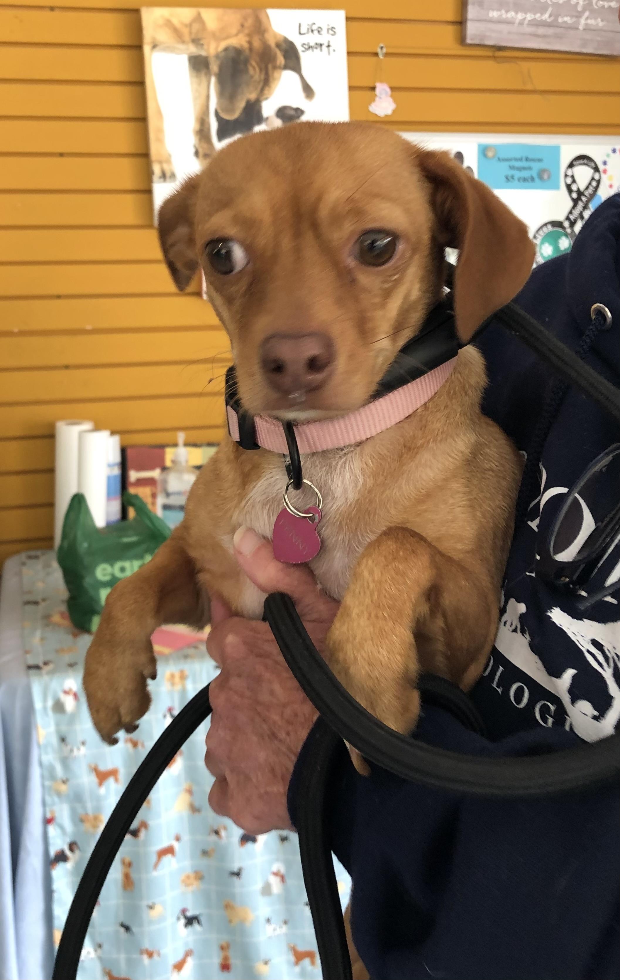 Penny photo 2