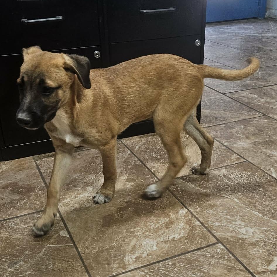 Rexy, Adoptable, Puppy Male Glen of Imaal Terrier & Belgian Shepherd / Malinois.