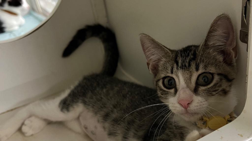 Lillith, Adoptable, Kitten Female Domestic Short Hair.