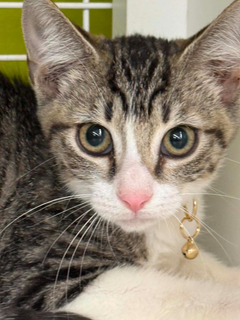 Lillith, a Adoptable Domestic Short Hair in Gorham, ME image 2/2