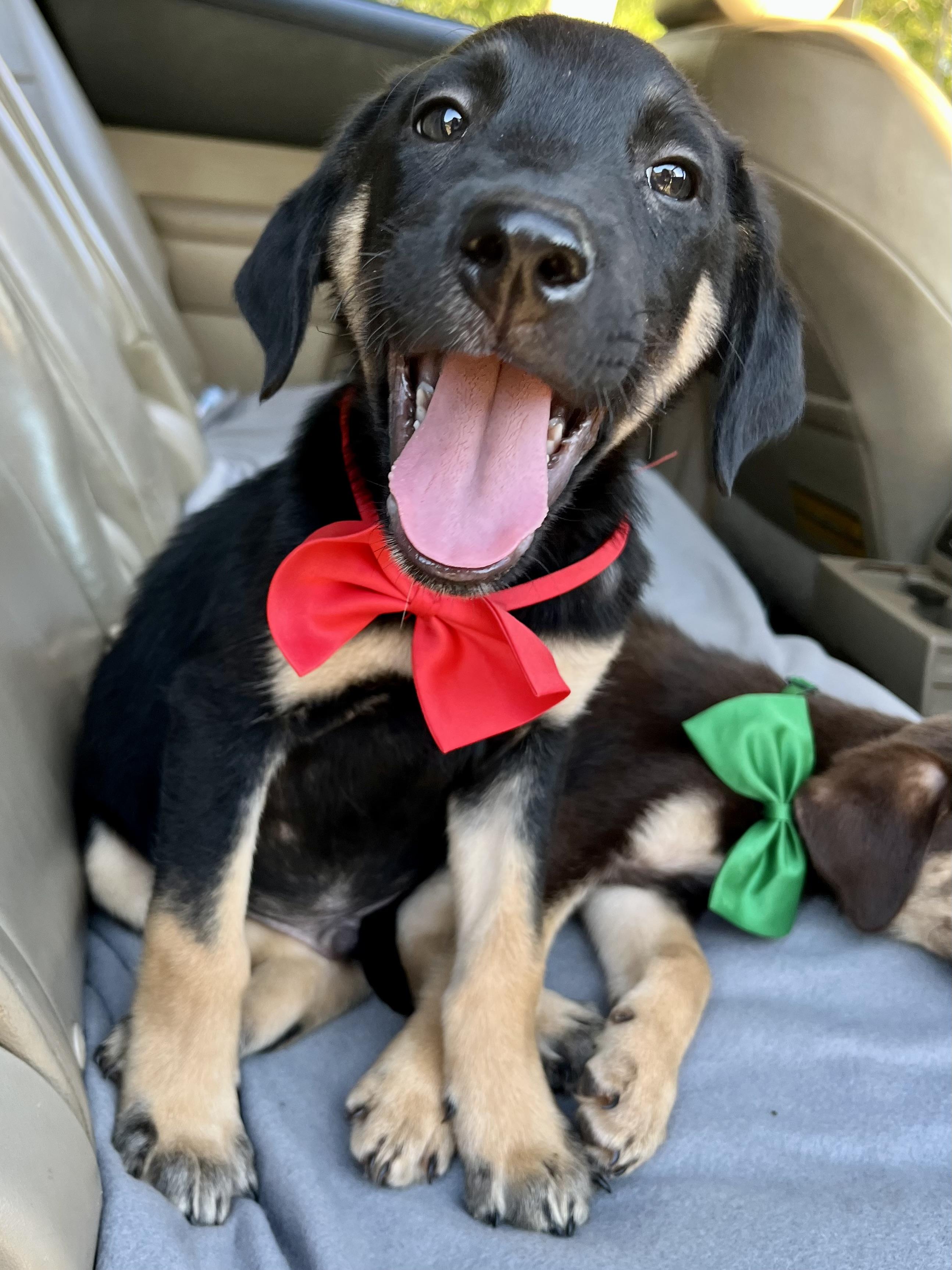 Enlarge Henry, a Adopted mixed breed in Barnwell , SC image 6/6