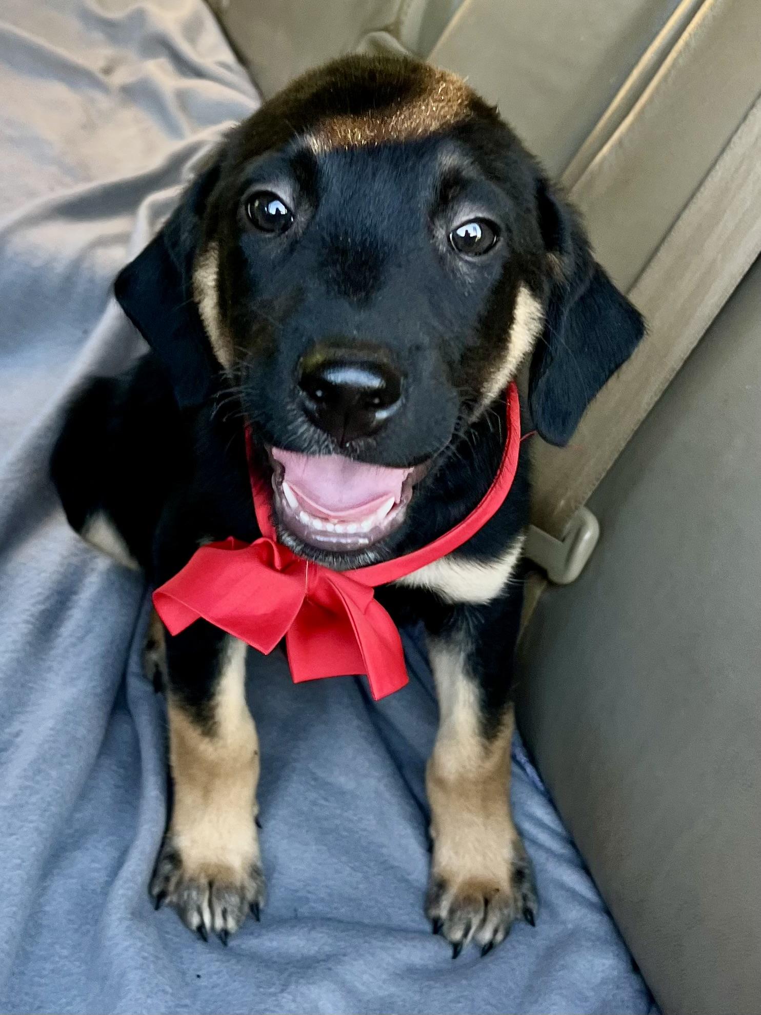 Enlarge Henry, a Adopted mixed breed in Barnwell , SC image 2/6