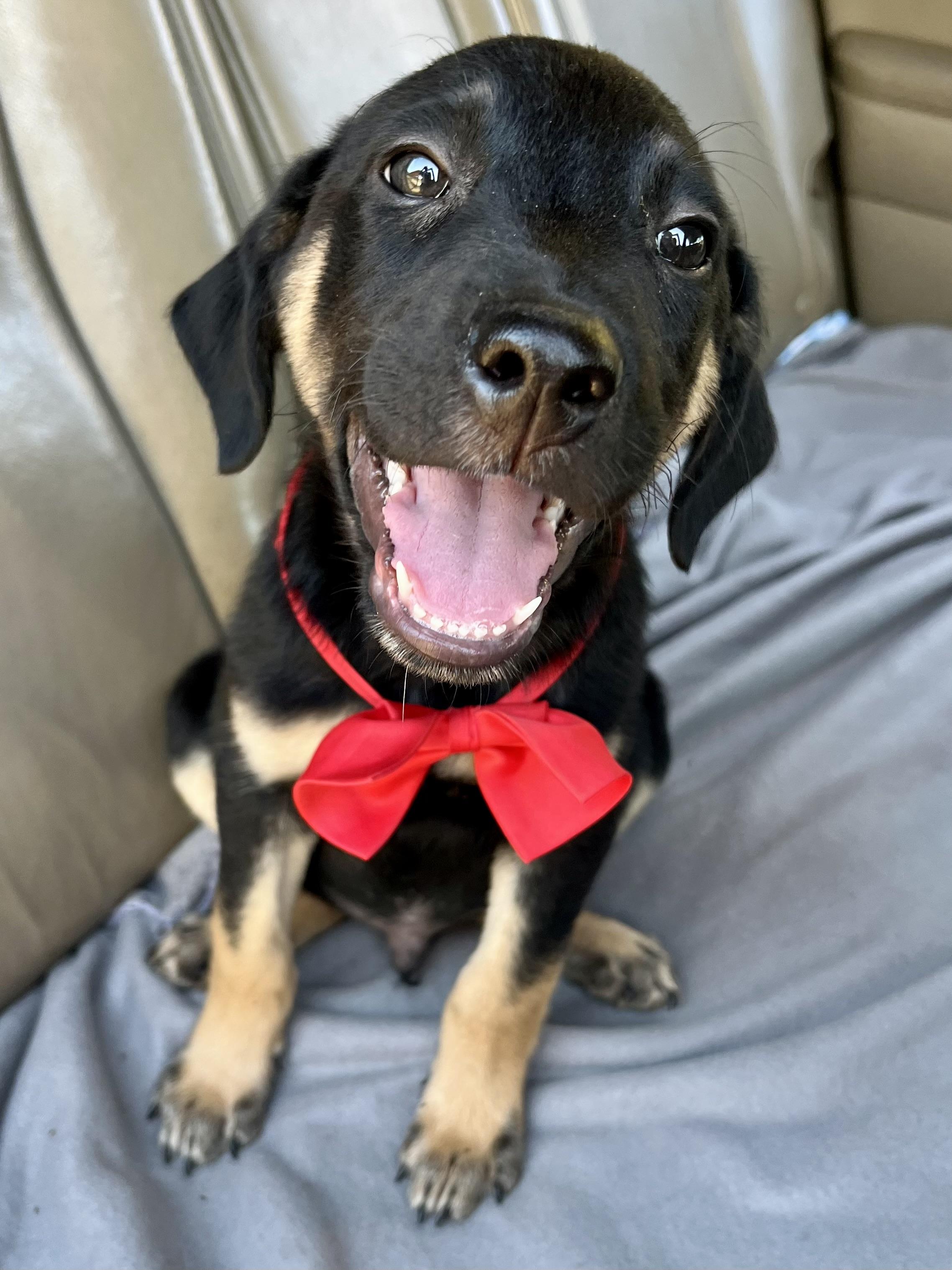 Enlarge Henry, a Adopted mixed breed in Barnwell , SC image 4/6