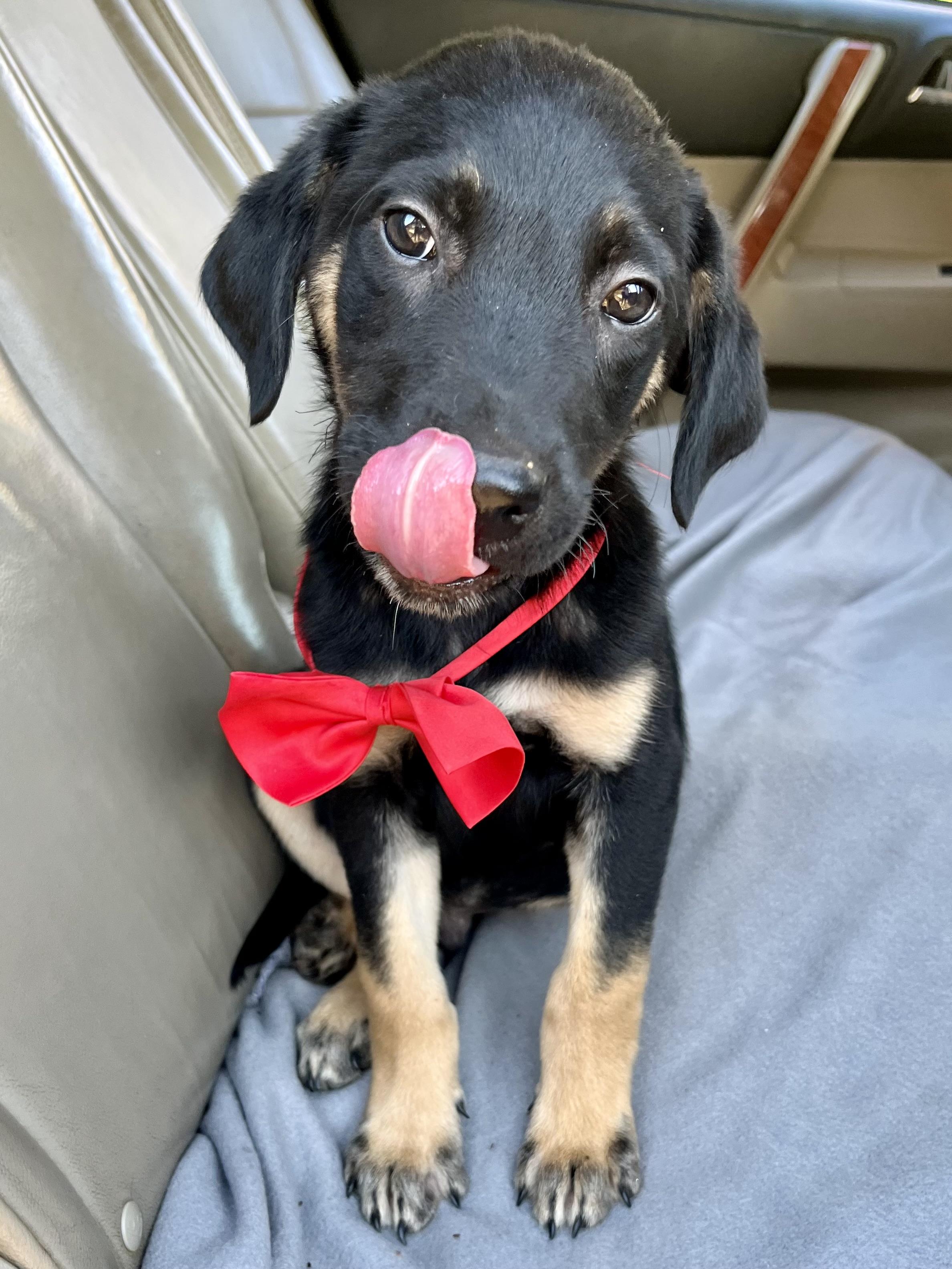Enlarge Henry, a Adopted mixed breed in Barnwell , SC image 5/6