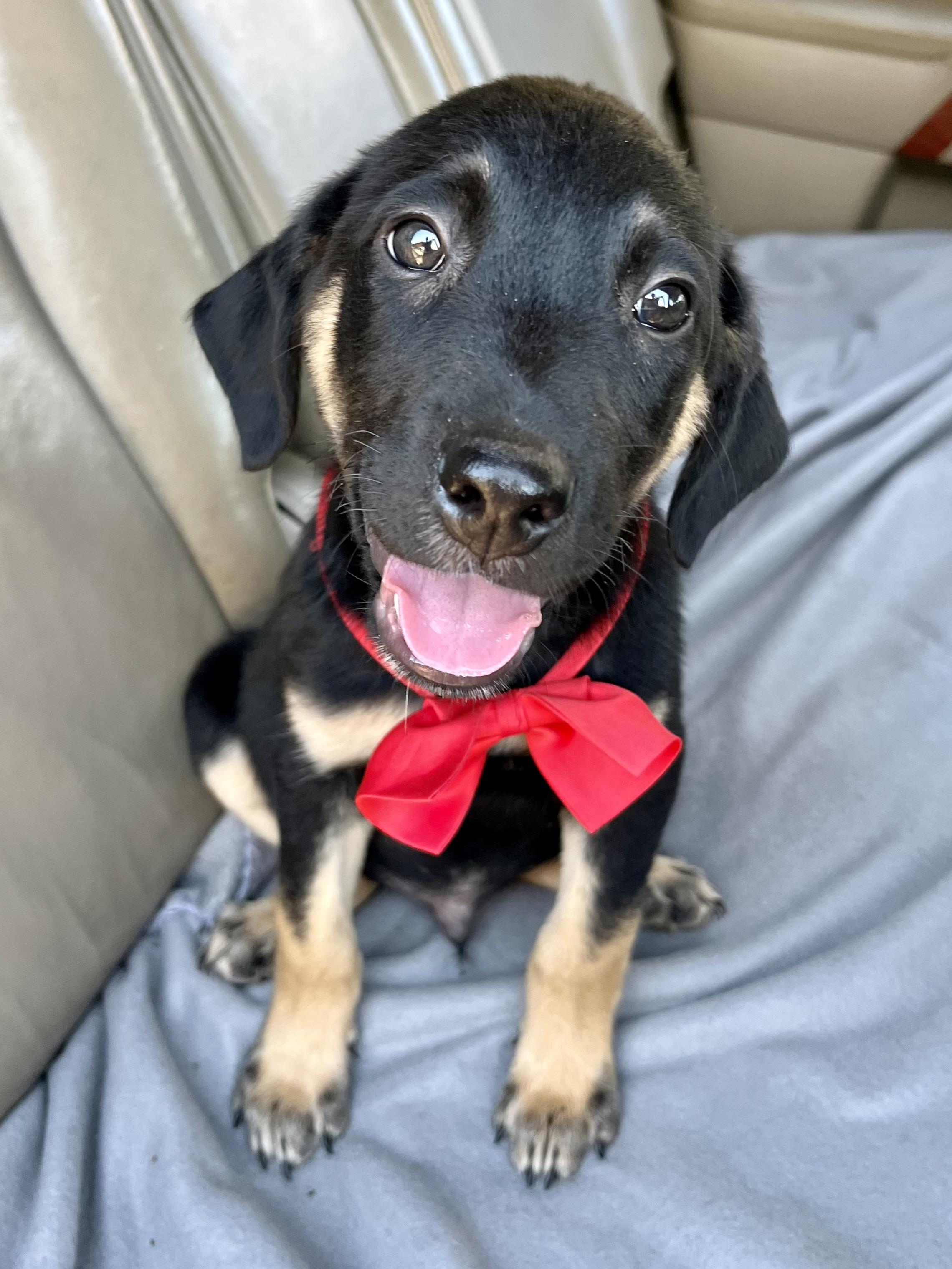 Henry, Adopted, Puppy Male Chocolate Labrador Retriever & Mixed Breed.