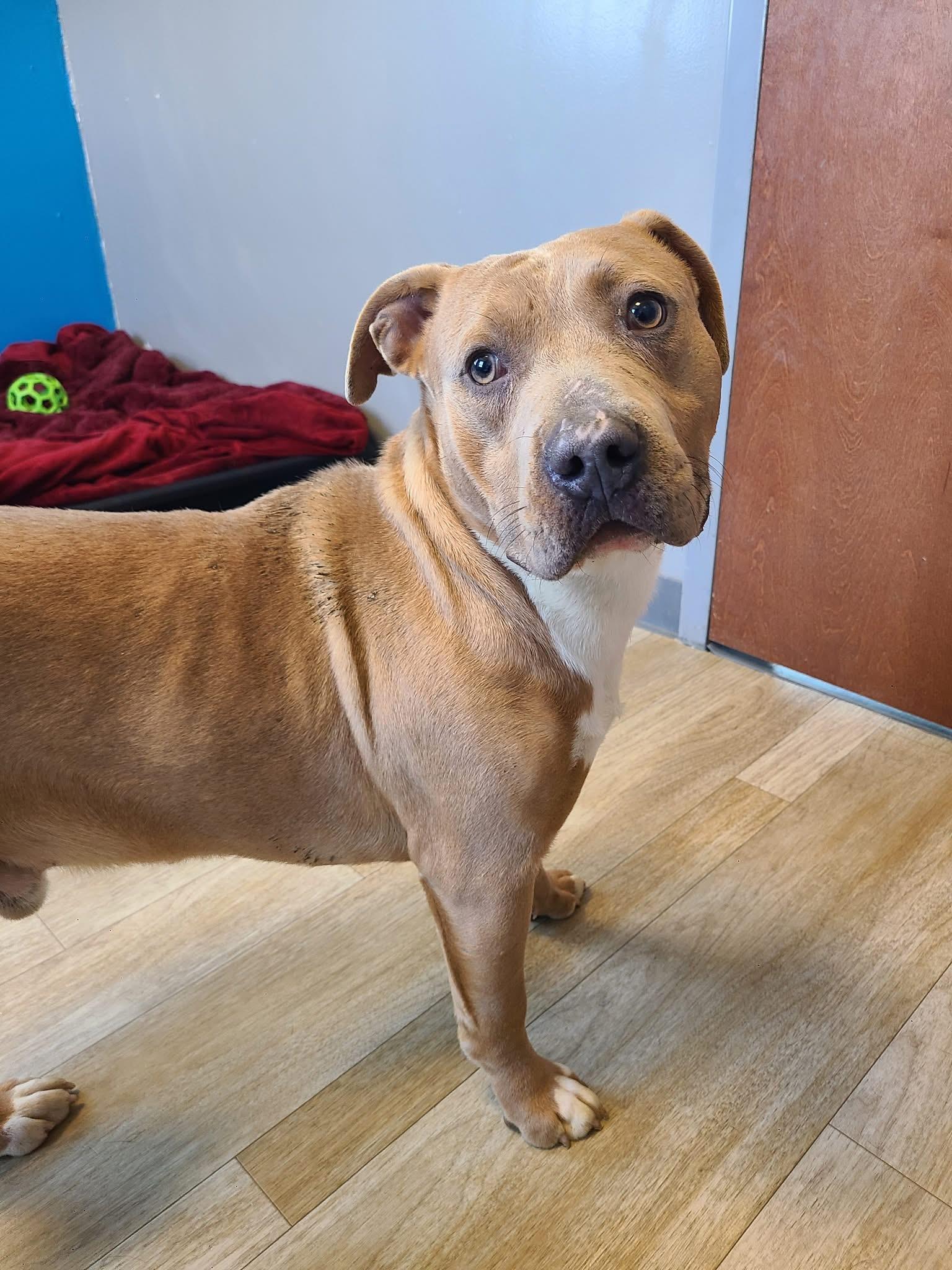 Franklin , ADOPTABLE, Young Male Pit Bull Terrier.