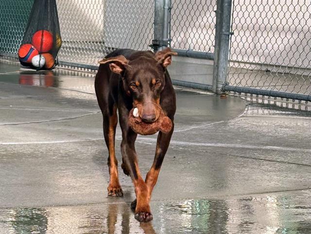 SCARLET, Adoptable, Adult Female Doberman Pinscher.