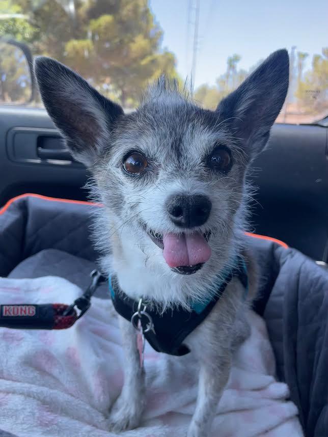 Jack Jack, Senior Male unknown