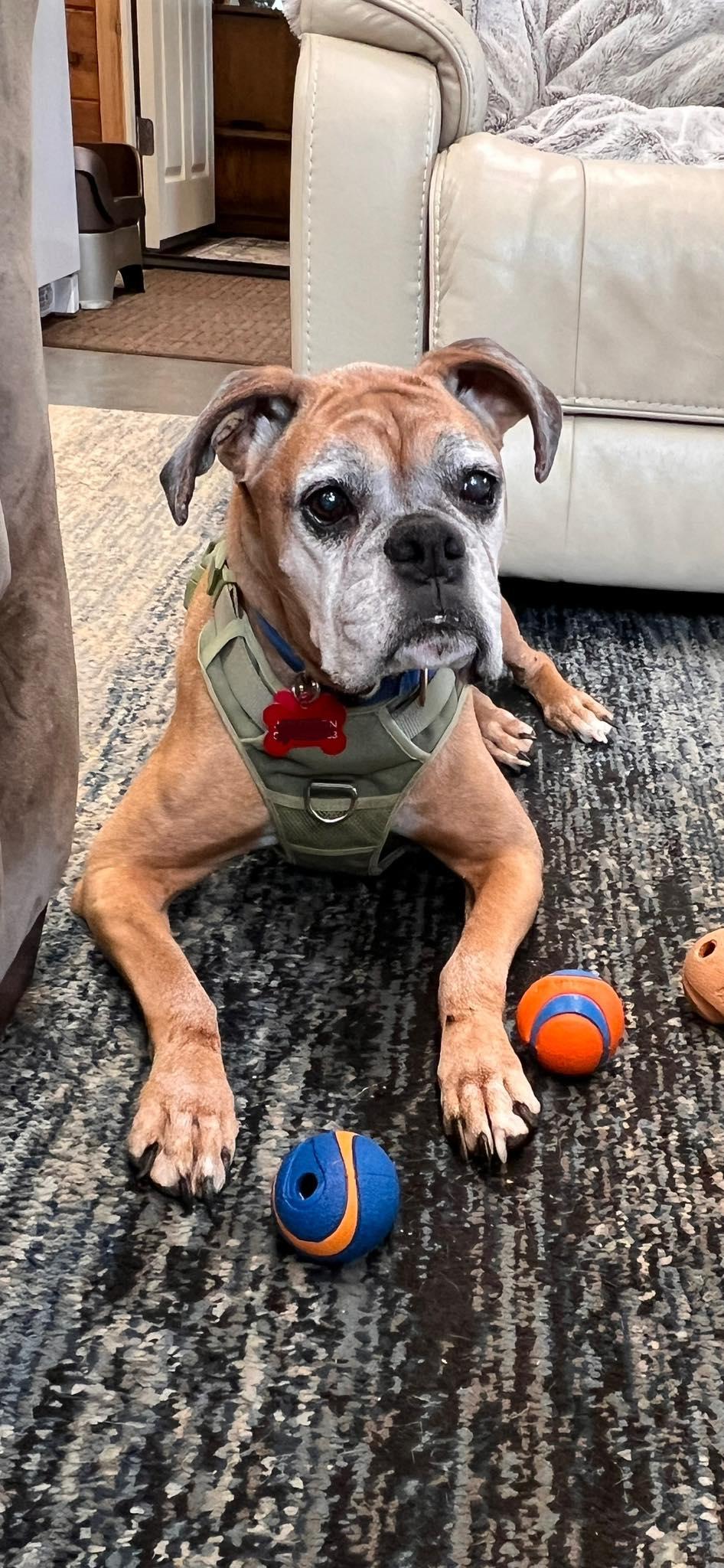 Enlarge Sydney, a Adoptable Boxer in McMinnville, OR image 1/3