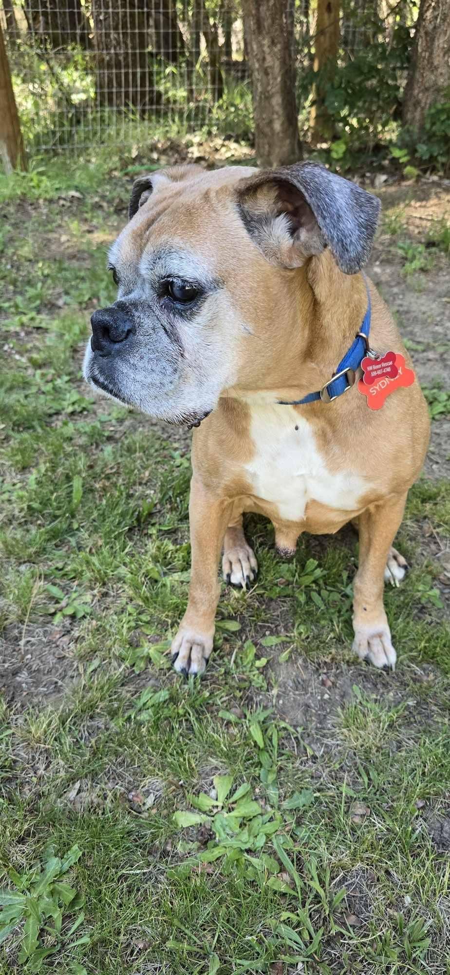 Enlarge Sydney, a Adoptable Boxer in Woodinville, WA image 1/3