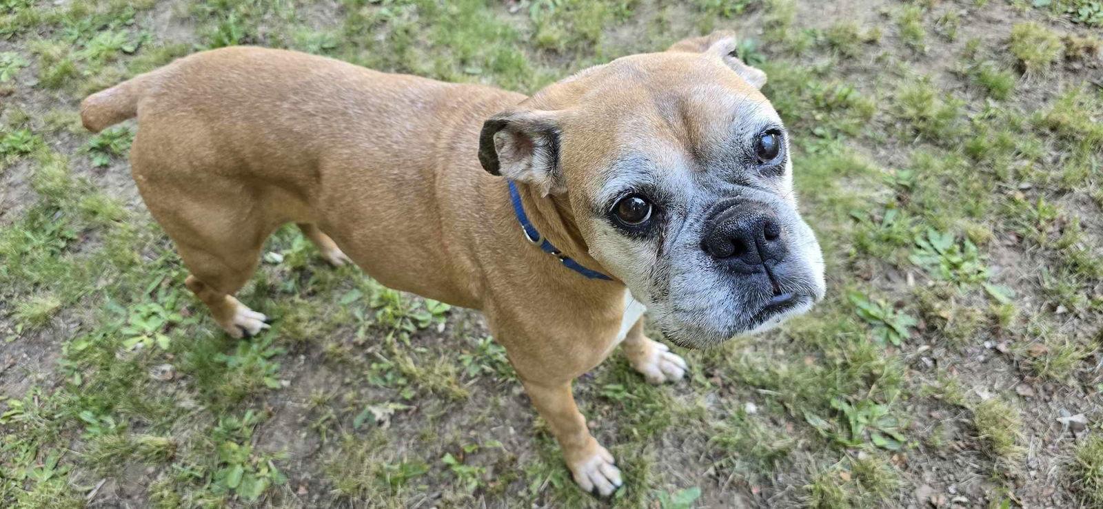 Enlarge Sydney, a Adoptable Boxer in McMinnville, OR image 3/3