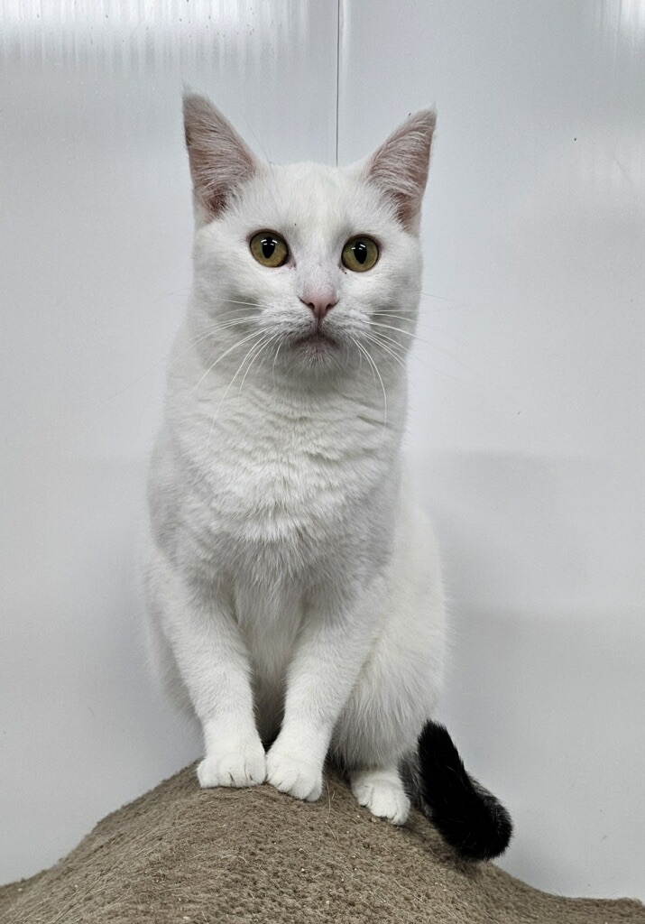 Ruthie - Adoption Fee Waived!, a Adoptable Domestic Short Hair in Richland Center, WI image 2/2