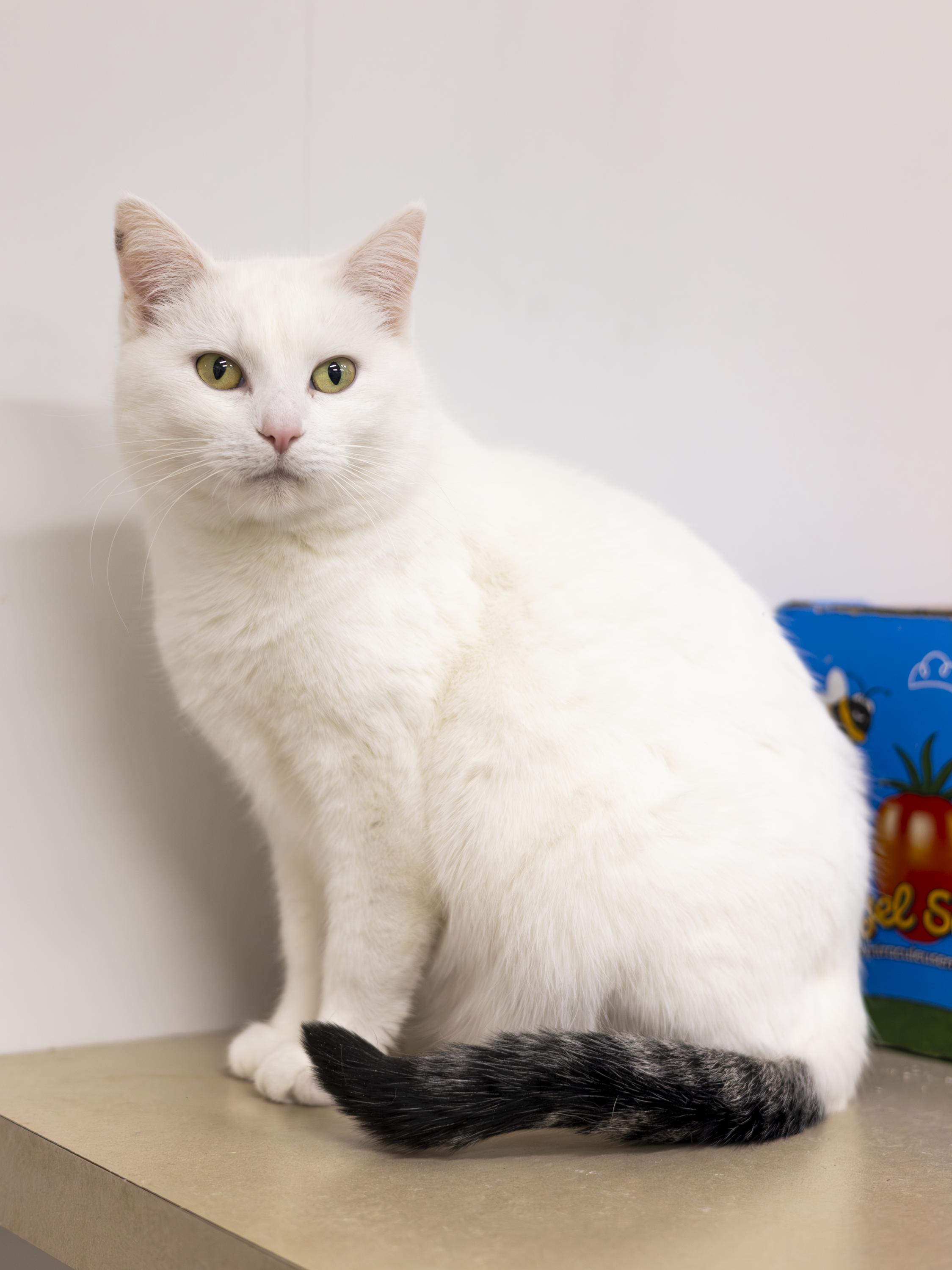 Enlarge Ruthie - Adoption Fee Waived!, a Adoptable Domestic Short Hair in Richland Center, WI image 1/3