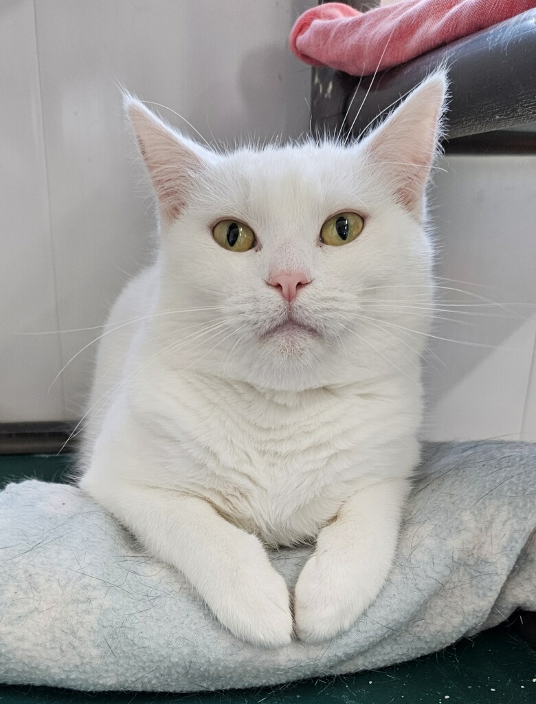 Ruthie - Adoption Fee Waived!, a Adoptable Domestic Short Hair in Richland Center, WI image 1/2