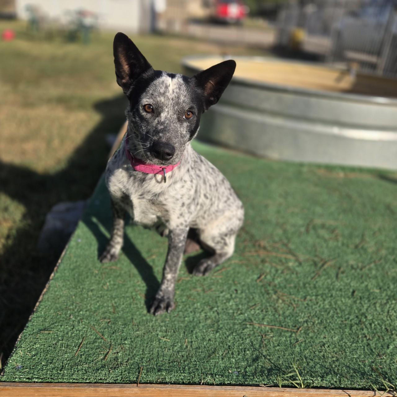 Nova, a Adoptable mixed breed image 1/3