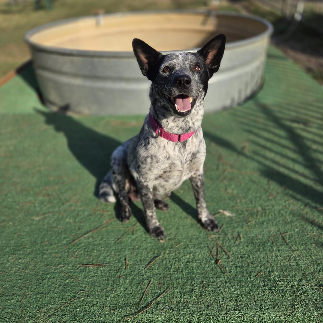 Nova, a Adoptable mixed breed image 2/3