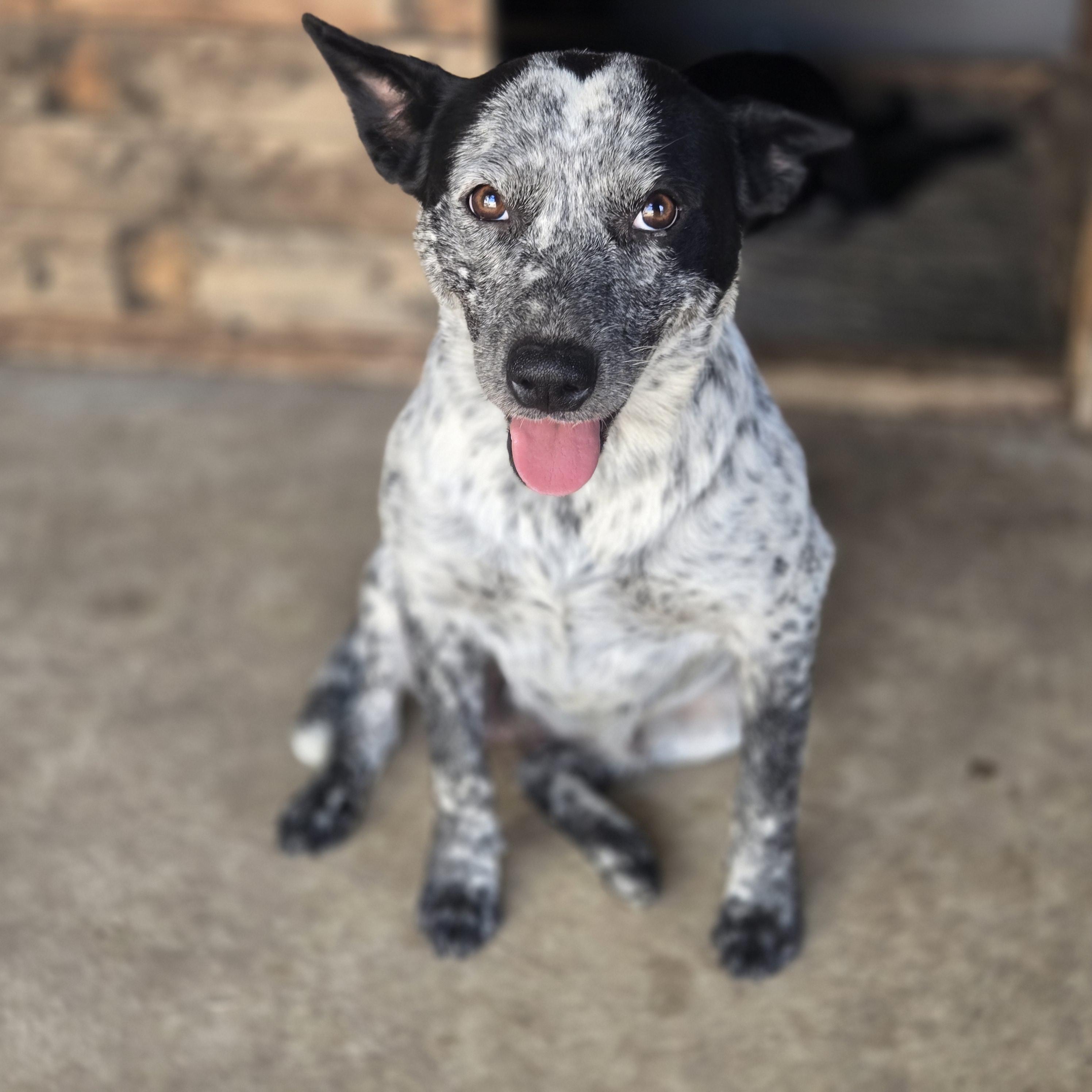 Nova, a Adoptable mixed breed image 3/3