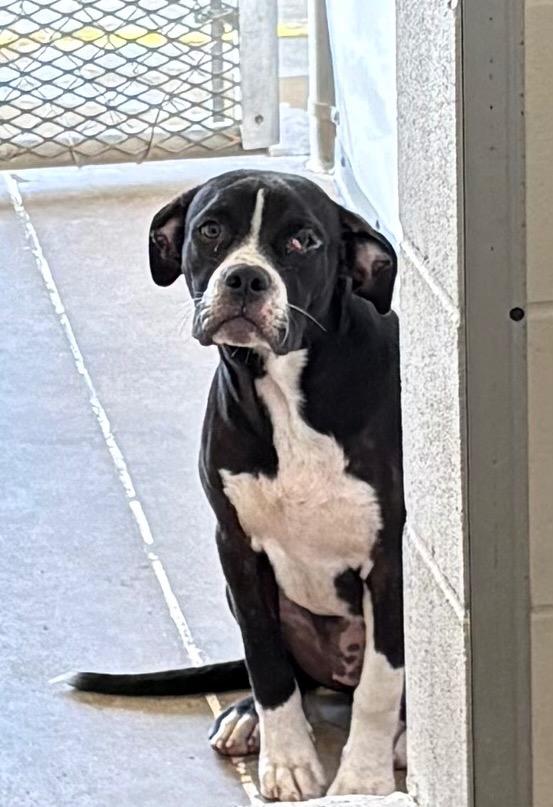 Enlarge Pookie, a Adoptable English Bulldog in Belton, TX image 1/1