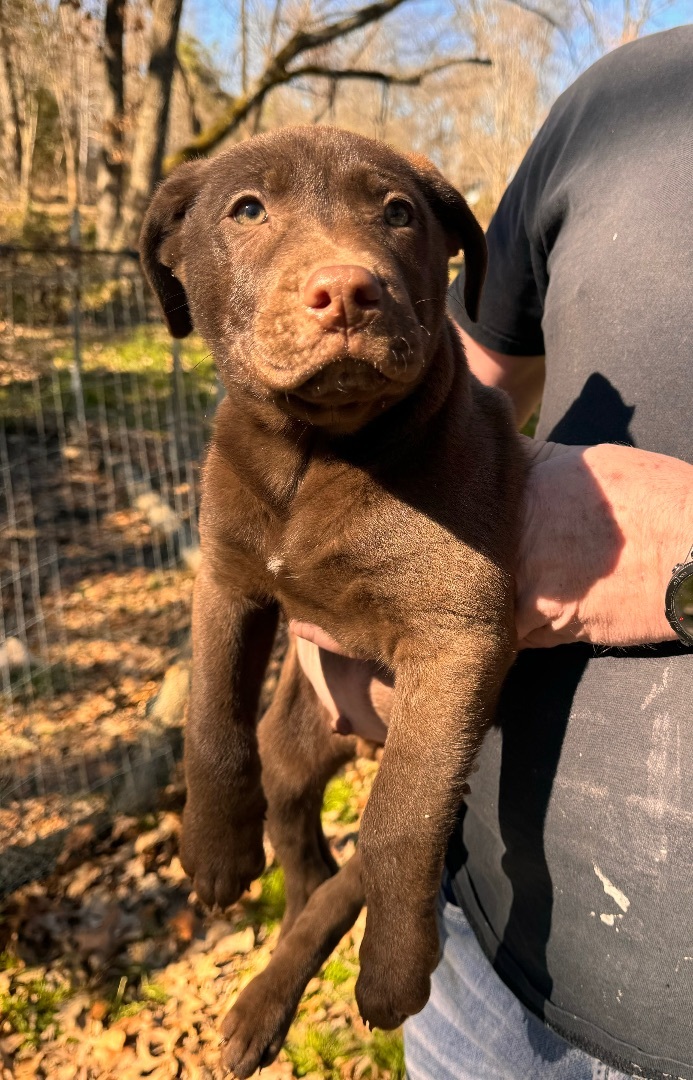 Leonard, Adopted, Puppy Male Labrador Retriever & Pit Bull Terrier.