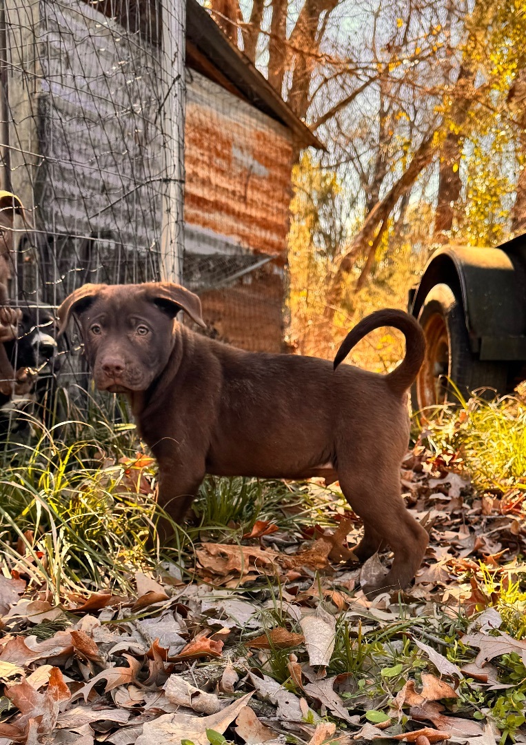 Enlarge Leonard, a Adopted mixed breed in Arlington, TX image 2/3