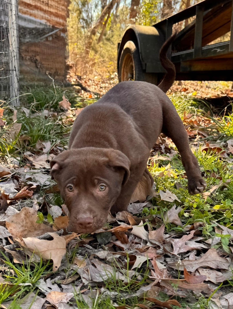 Enlarge Leonard, a Adopted mixed breed in Arlington, TX image 3/3