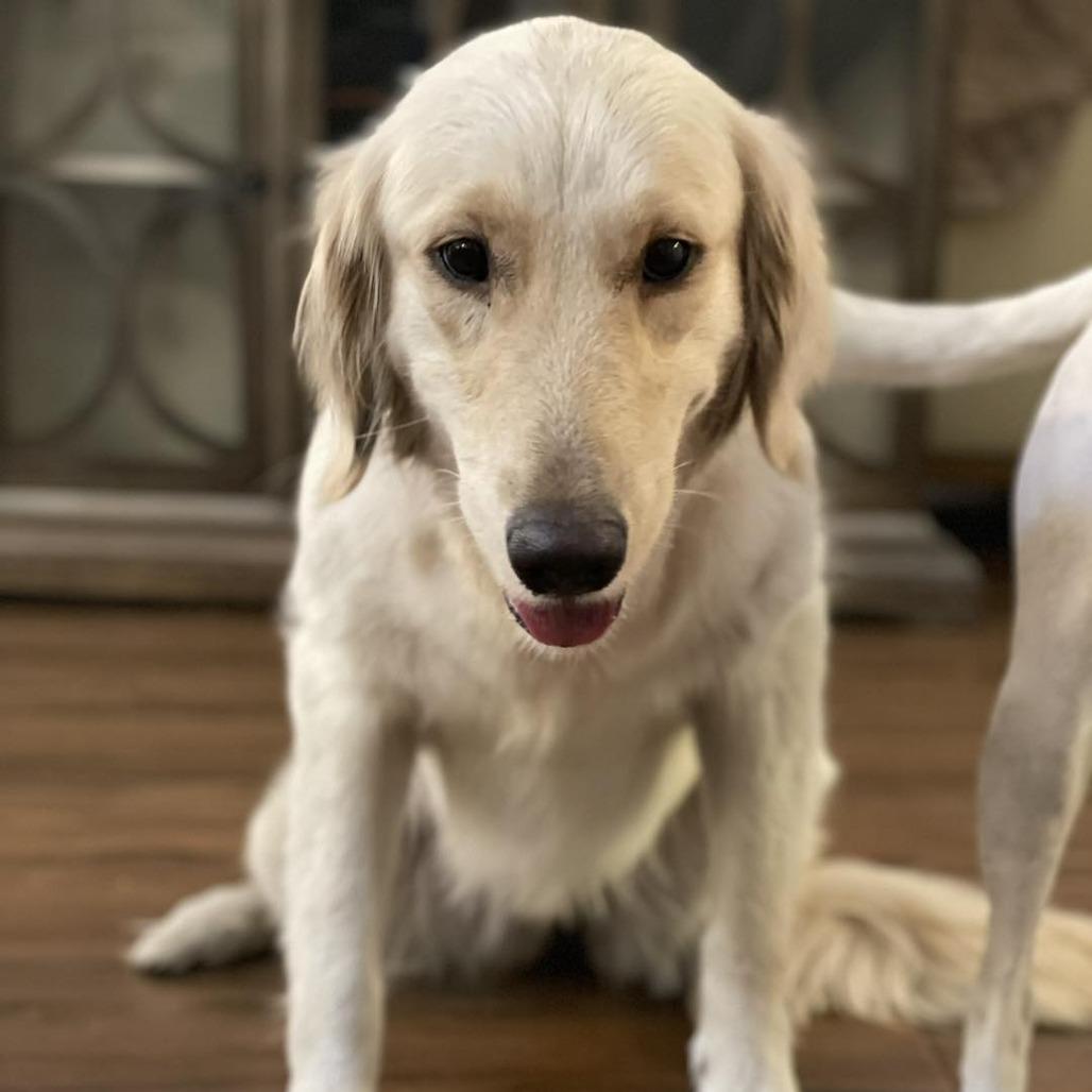 Millie, Adoptable, Adult Female Golden Retriever.