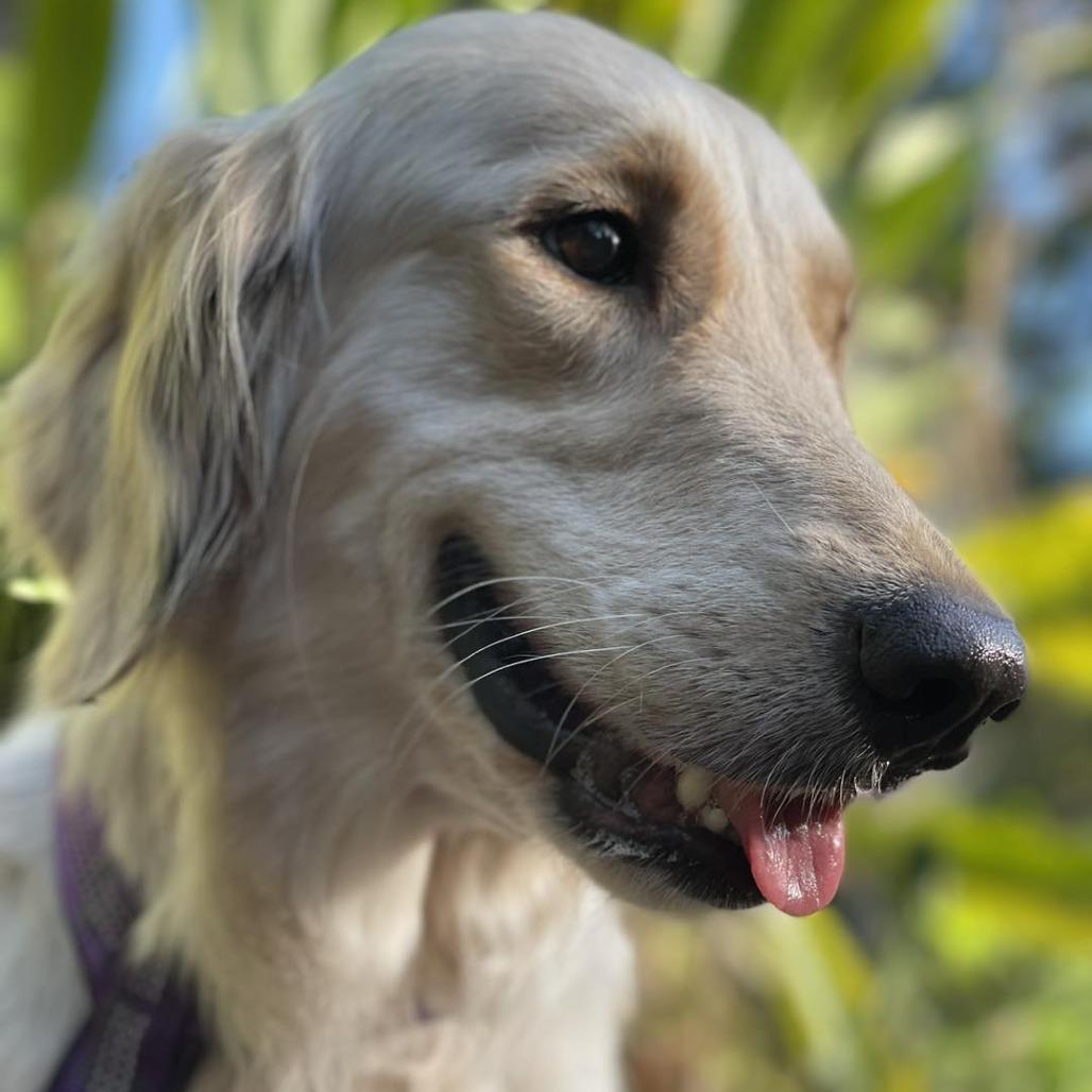 Millie, a Adoptable Golden Retriever in Sarasota, FL image 1/6
