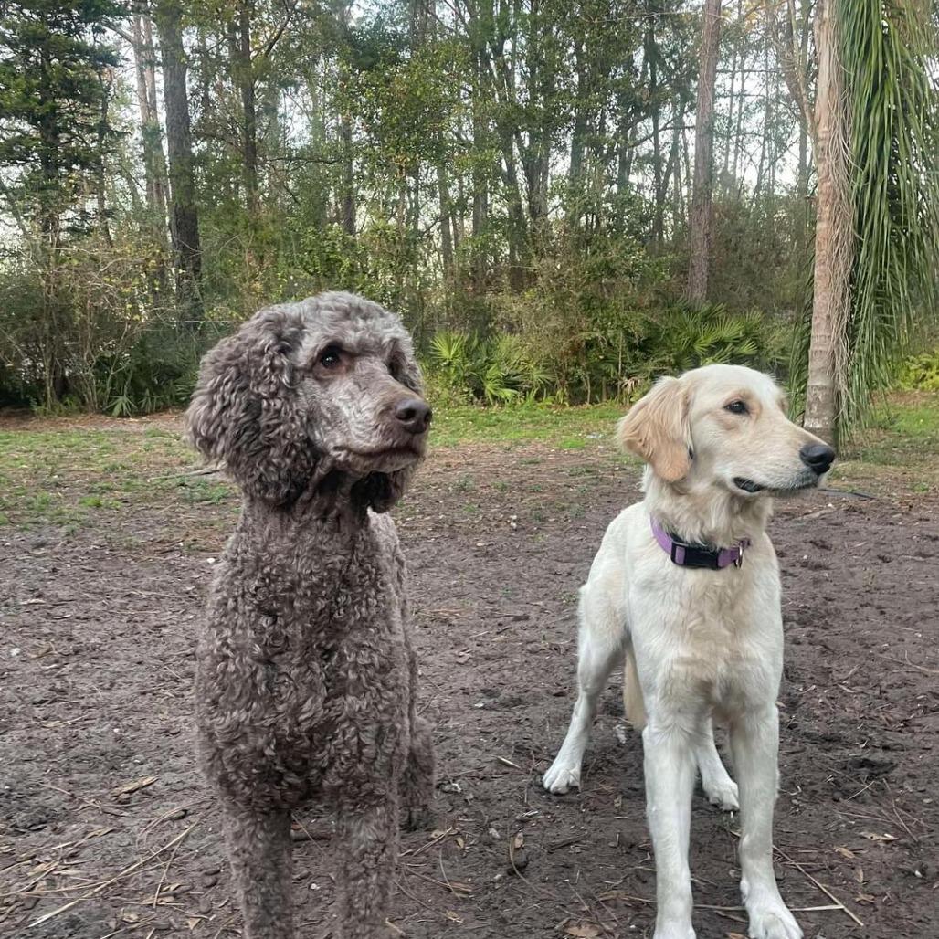 Millie, a Adoptable Golden Retriever in Sarasota, FL image 4/6
