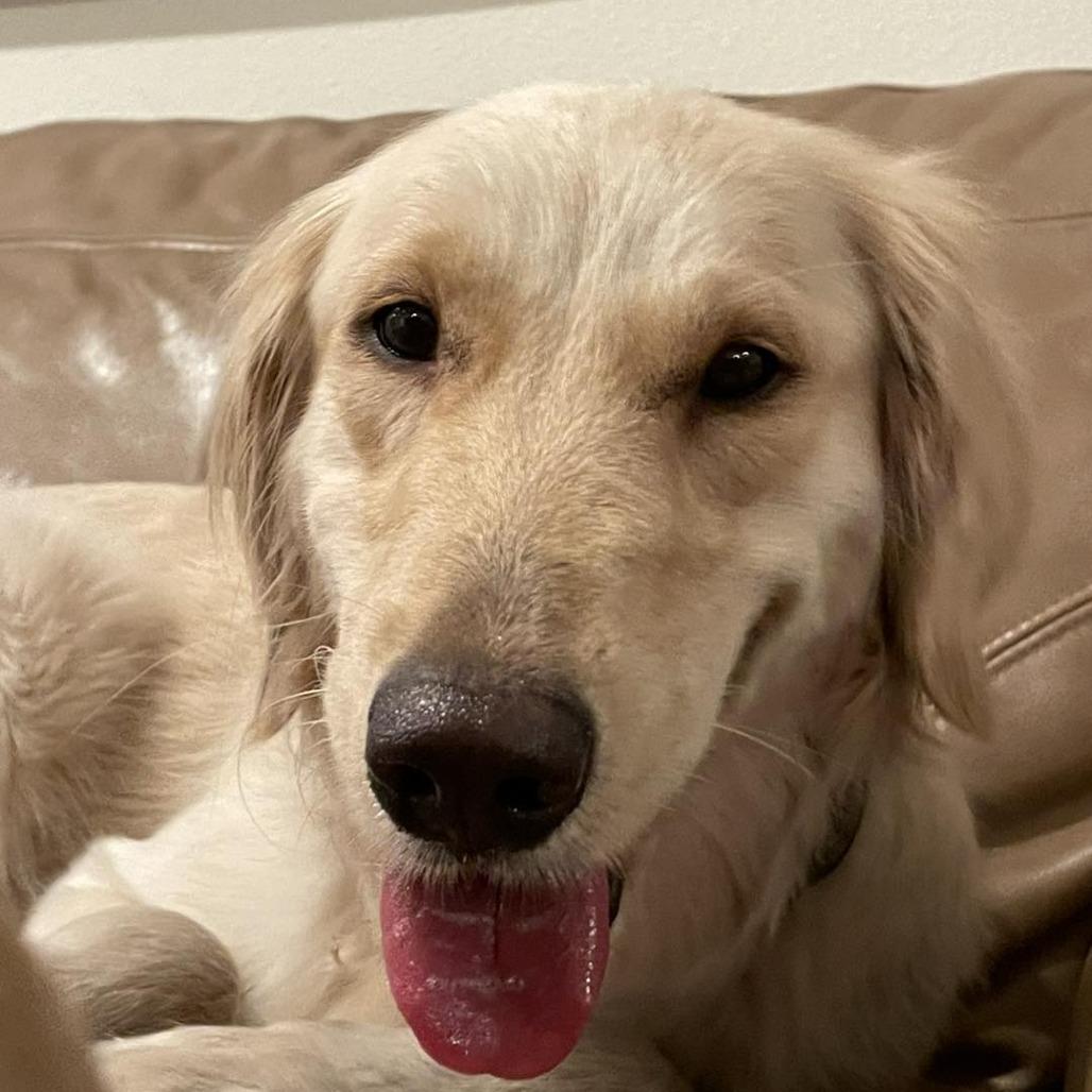 Millie, a Adoptable Golden Retriever in Sarasota, FL image 6/6