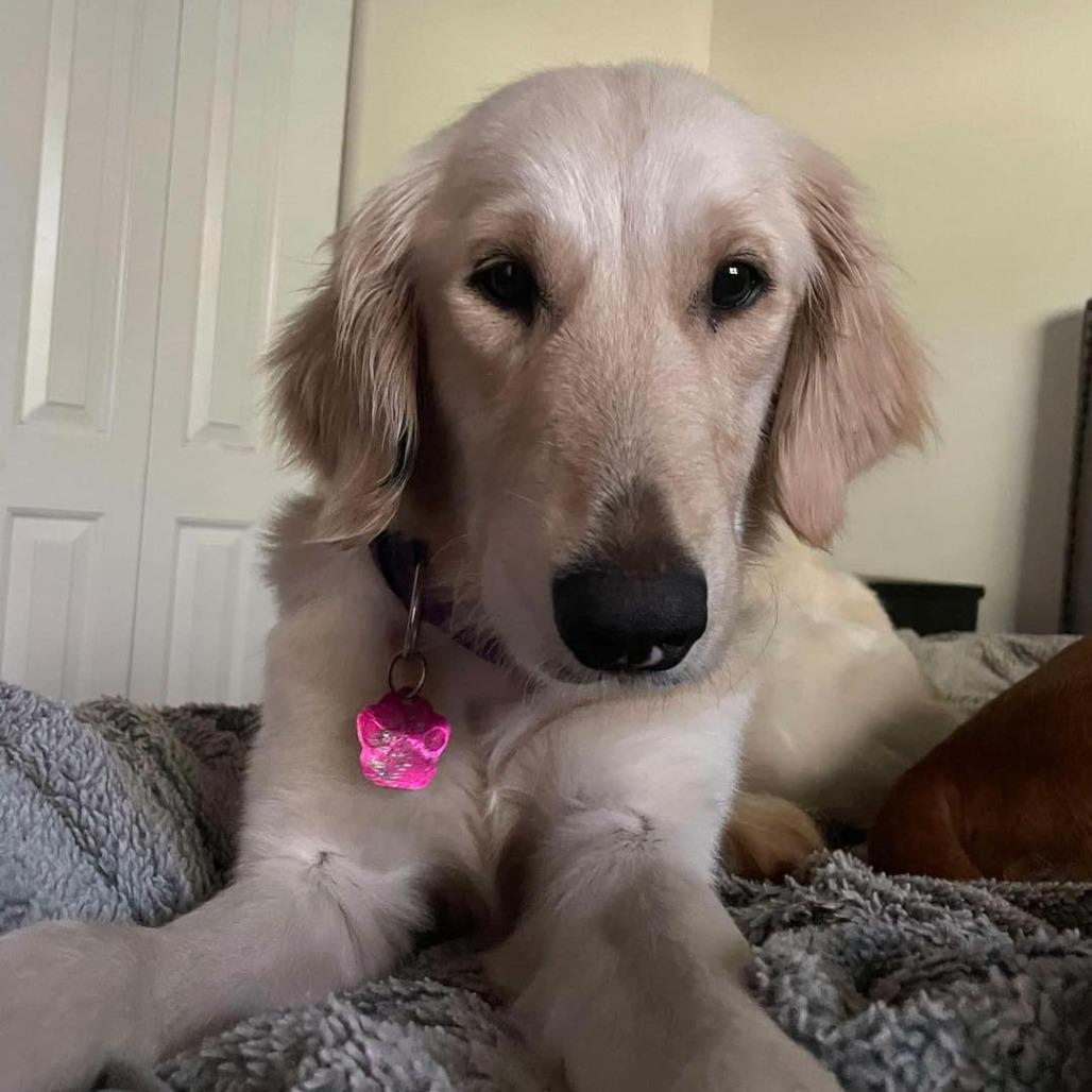 Enlarge Millie, a Adoptable Golden Retriever in Sarasota, FL image 5/6