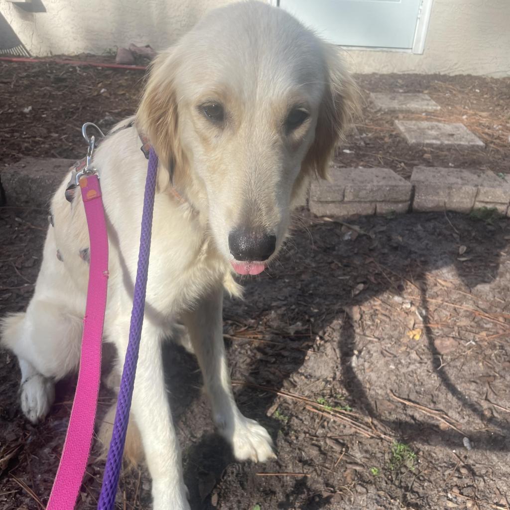 Millie, a Adoptable Golden Retriever in Sarasota, FL image 5/6
