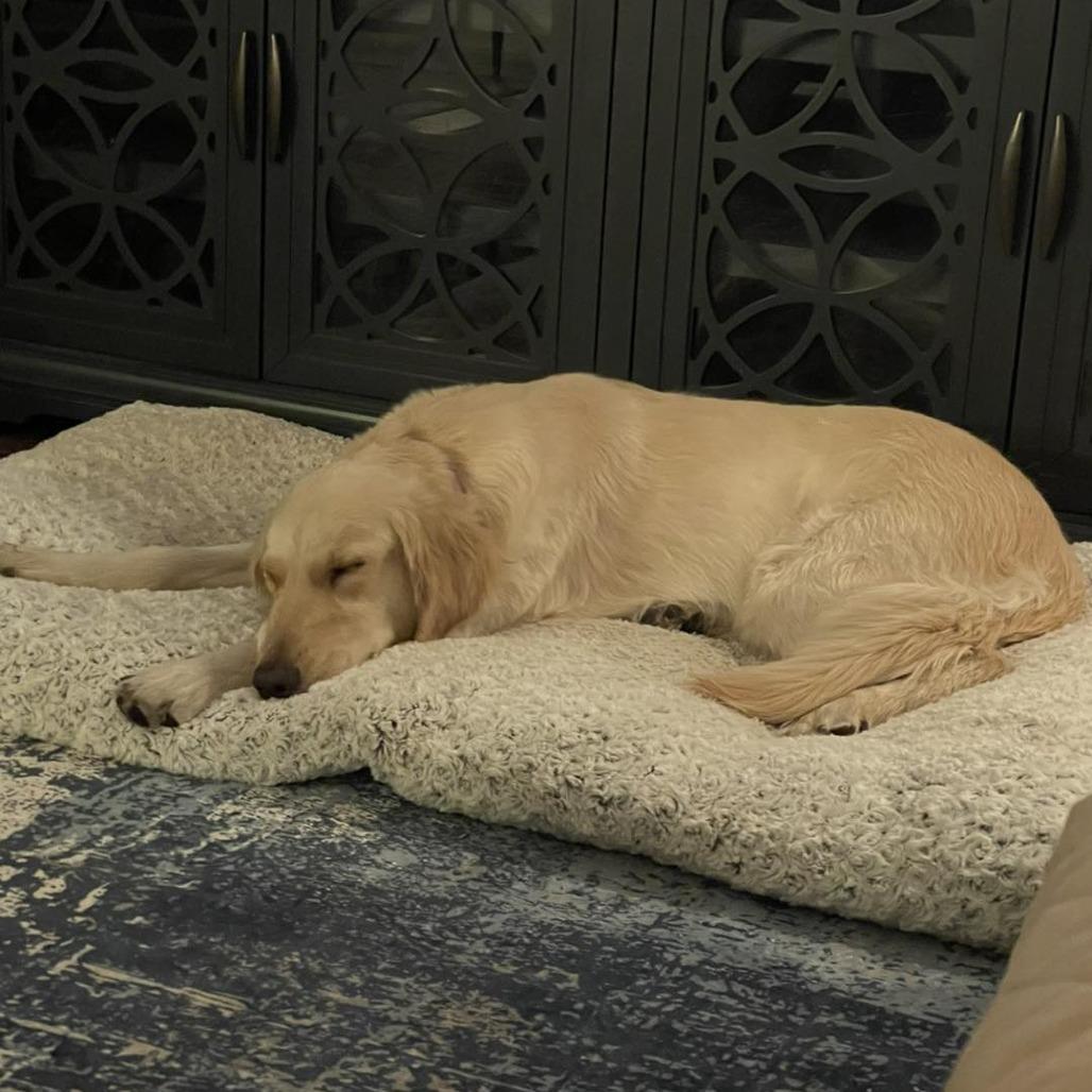 Enlarge Millie, a Adoptable Golden Retriever in Sarasota, FL image 6/6