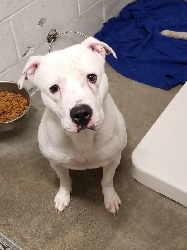 Enlarge FROSTY, a Adoptable mixed breed in Louisville, KY image 1/1
