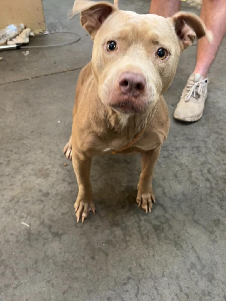 Honey, Adoptable, Young Female Pit Bull Terrier.