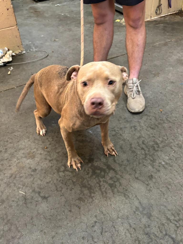 Enlarge Honey, a Adoptable Pit Bull Terrier in Swainsboro, GA image 2/5