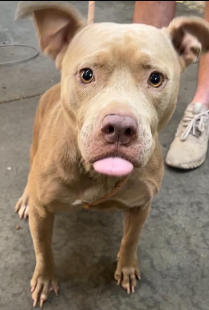 Enlarge Honey, a Adoptable Pit Bull Terrier in Swainsboro, GA image 3/5