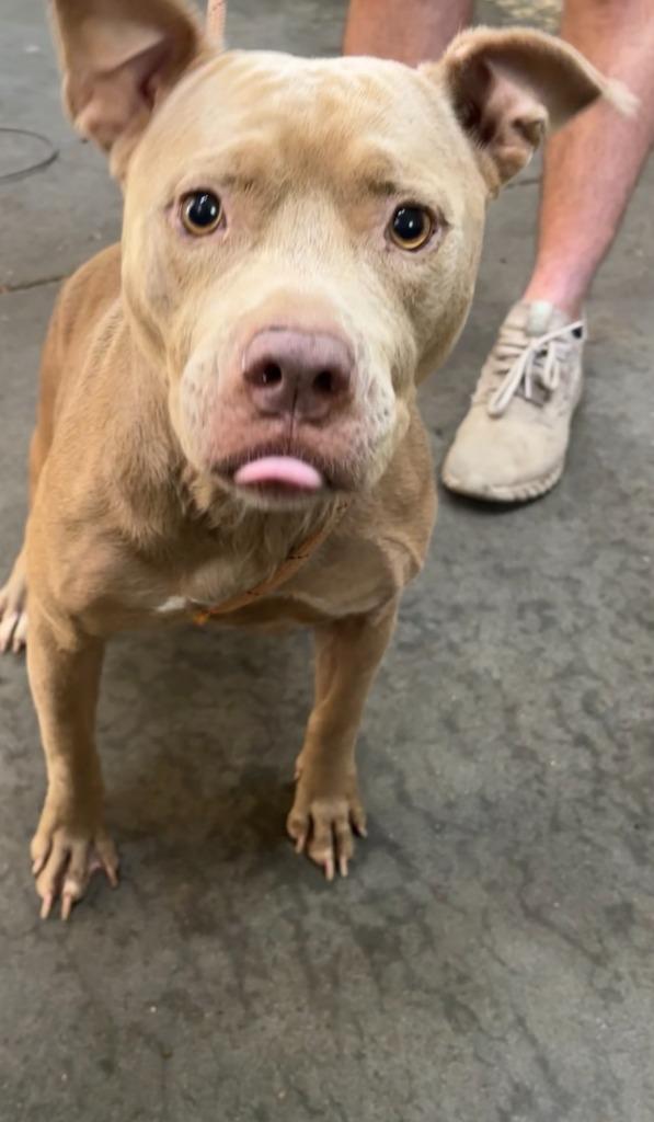 Enlarge Honey, a Adoptable Pit Bull Terrier in Swainsboro, GA image 4/5