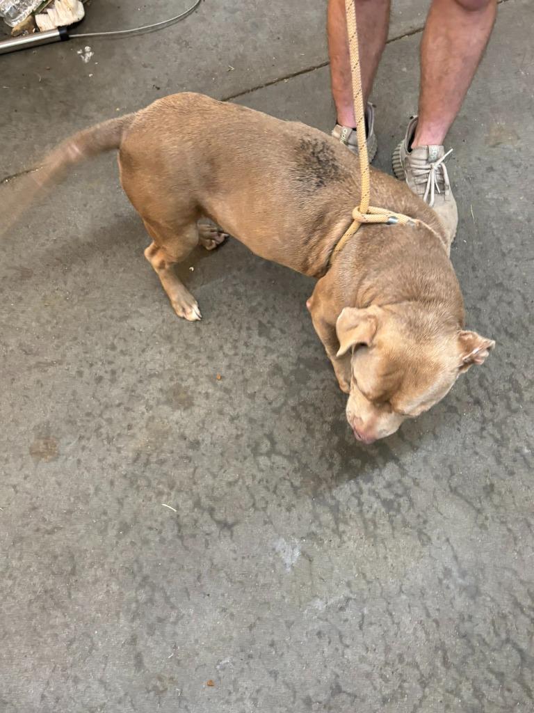 Enlarge Honey, a Adoptable Pit Bull Terrier in Swainsboro, GA image 5/5