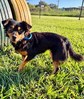 Enlarge Brianna, a Adoptable mixed breed in Orlando, FL image 1/1