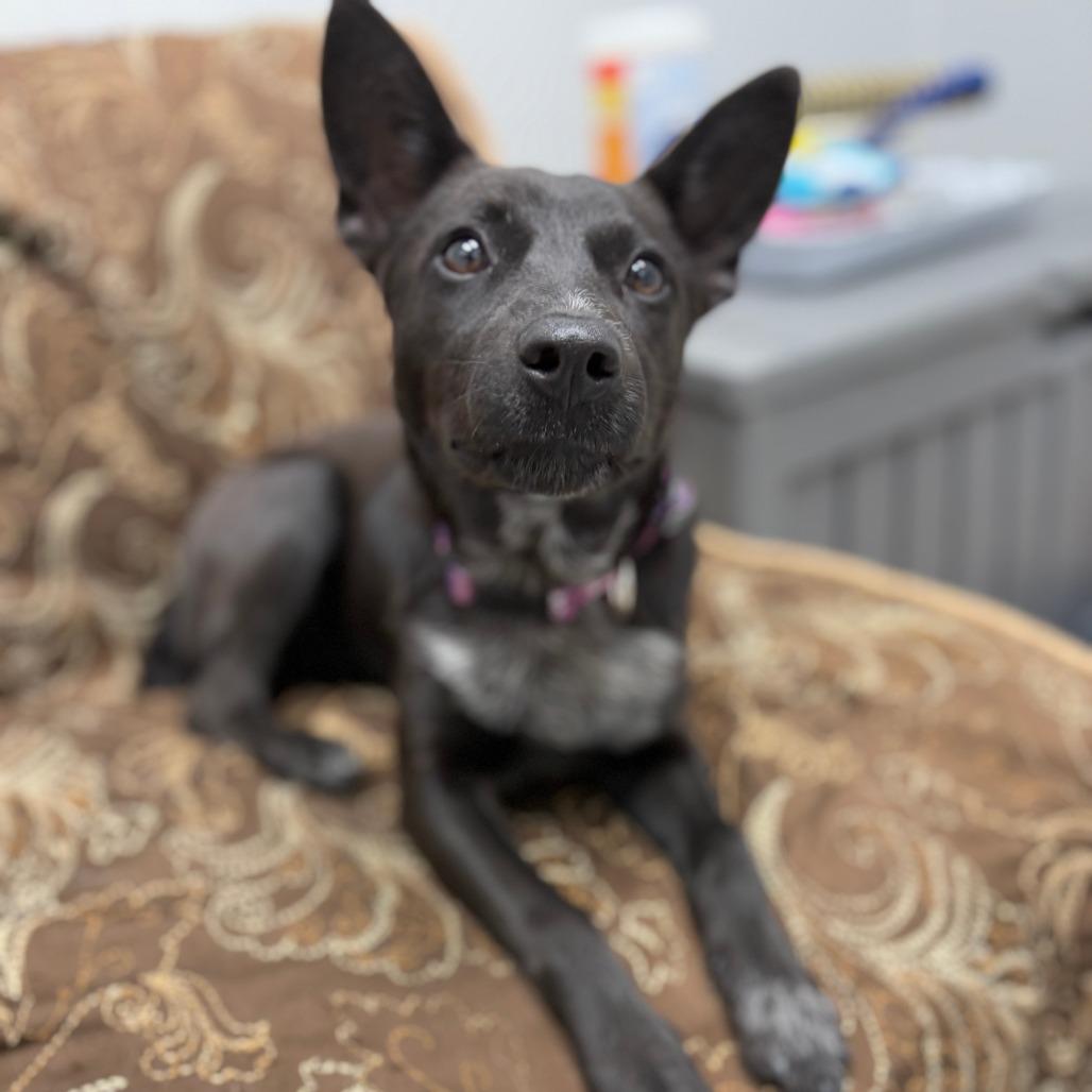 Cleo, an adopted mixed breed in Monticello, IA image 5/6