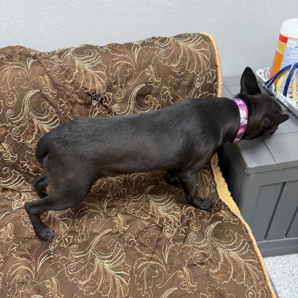 Cleo, an adopted mixed breed in Monticello, IA image 1/6