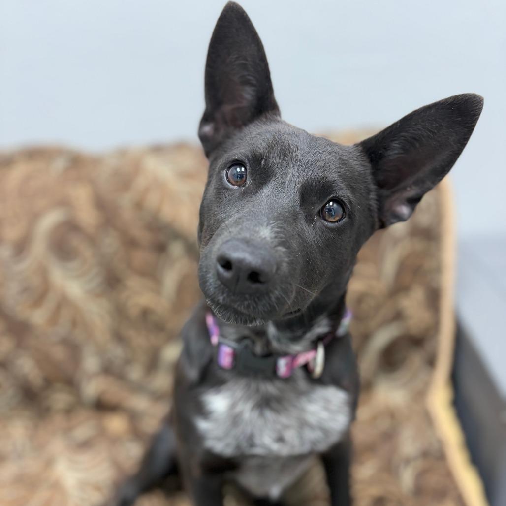 Cleo, Adoptable, Young Female Cattle Dog & Australian Cattle Dog / Blue Heeler.