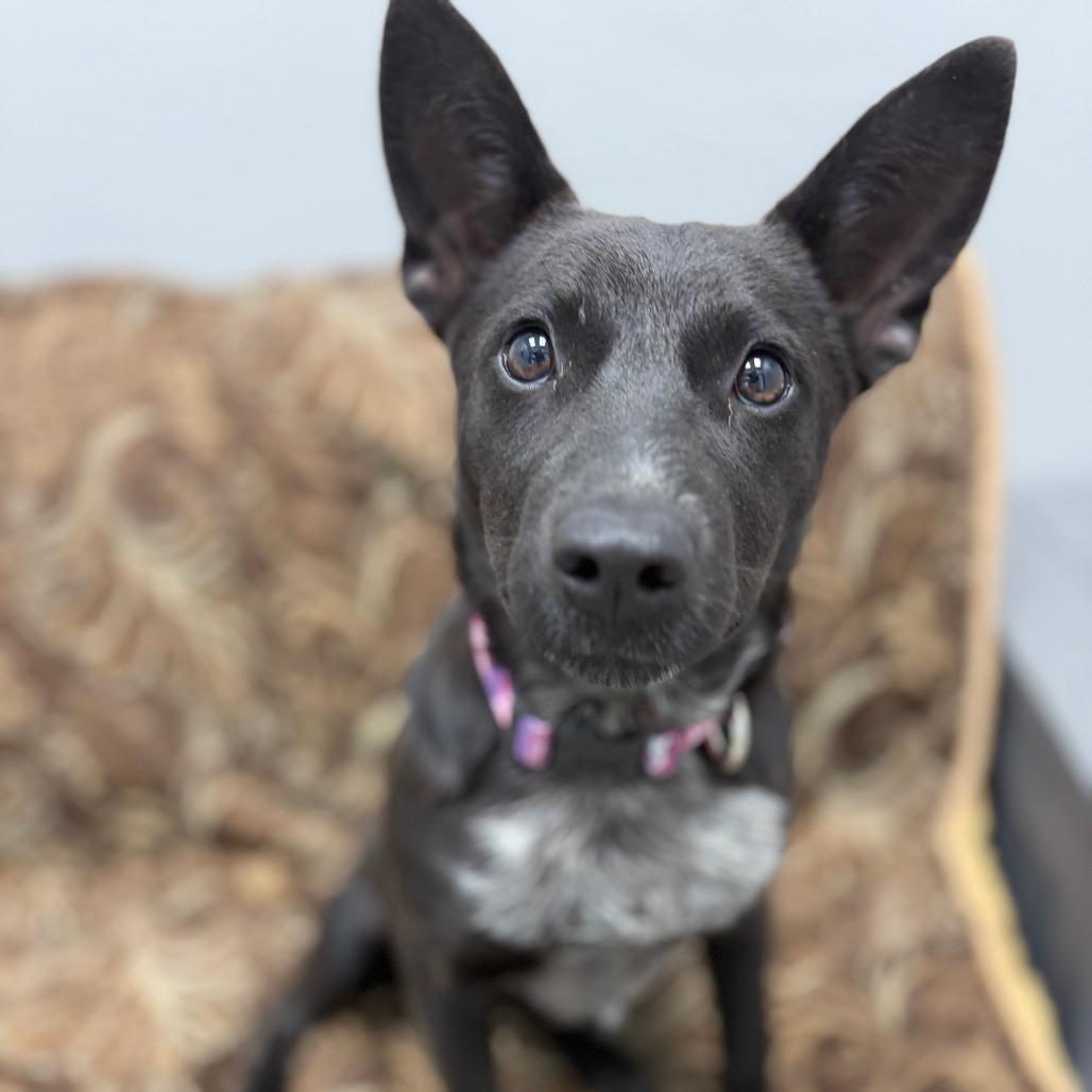 Cleo, an adopted mixed breed in Monticello, IA image 6/6