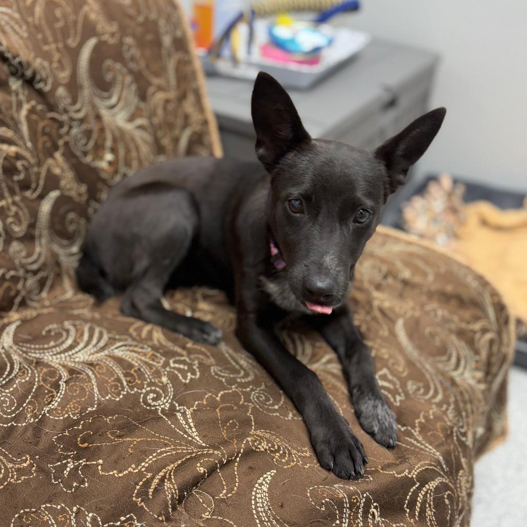 Cleo, an adopted mixed breed in Monticello, IA image 3/6