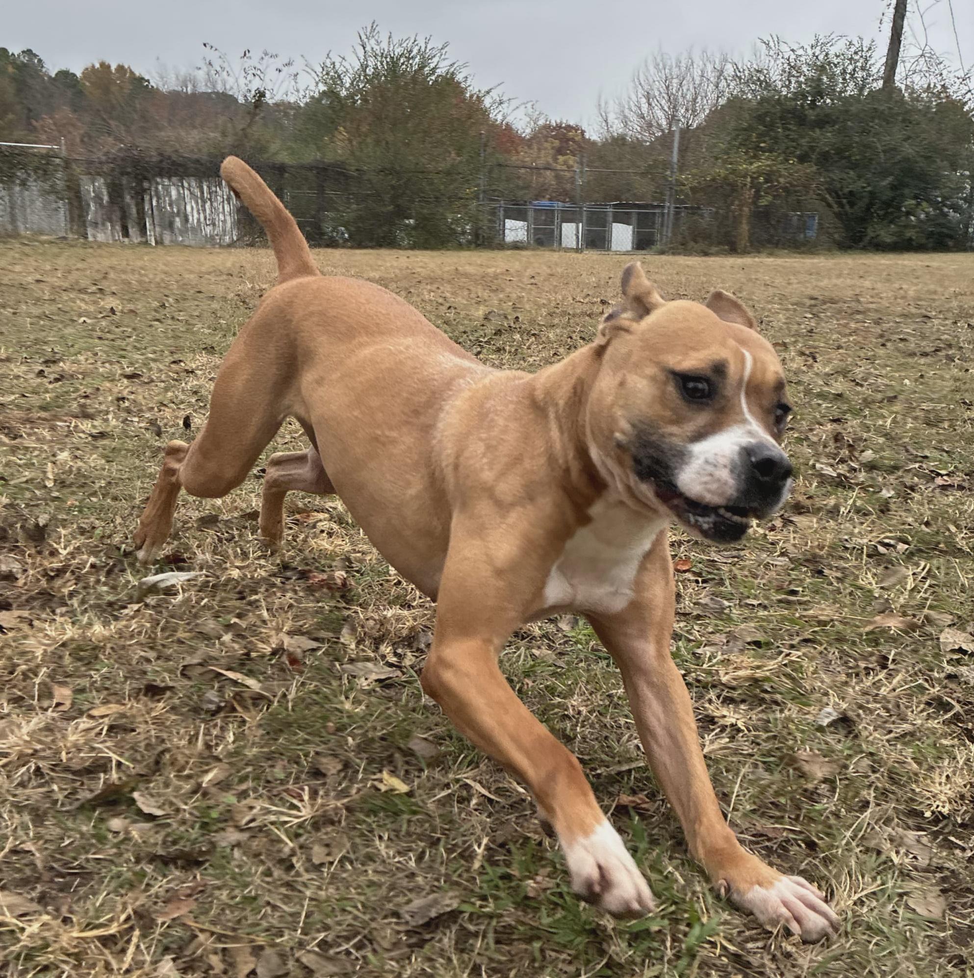 Moxie, a Adoptable mixed breed in Anniston, AL image 2/6
